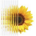 Reeded